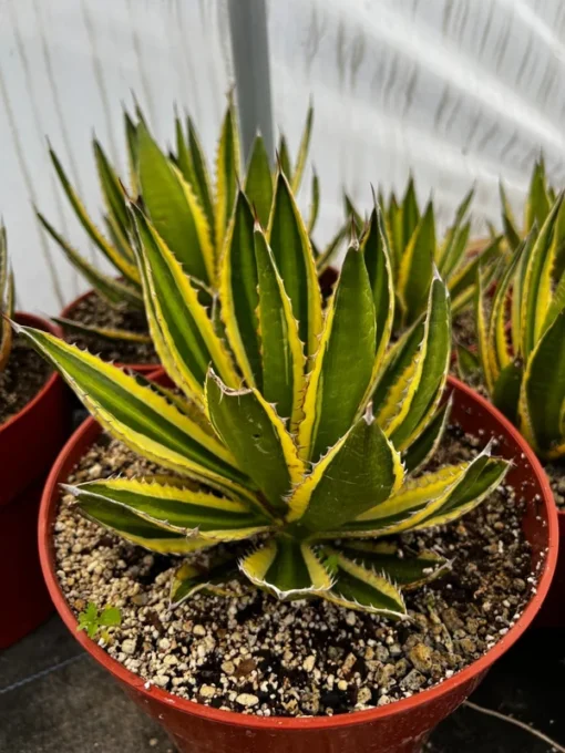 Agave Lophantha, Quadricolor, Century Plant, Variegated Succulent, Large Plant in 8'', 10'' pot