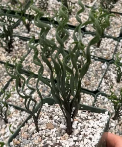 Albuca Bruce Bayeri Curly Grass Succulent 4