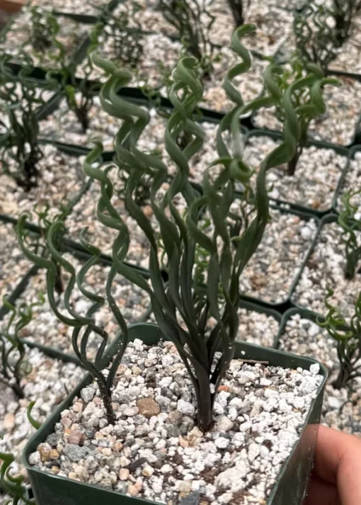 Albuca Bruce Bayeri Curly Grass Succulent 4" Pot Blue-Green Rare Plant