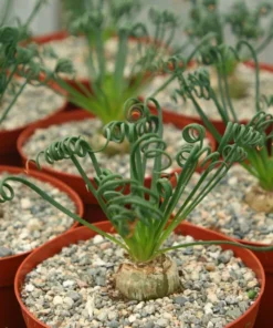 Albuca Spiralis, Augrabies Hills, Frizzle Sizzle, Corkscrew Albuca, Exotic Rare Succulent, Mini Plant, Curly Grass in 4'', 6