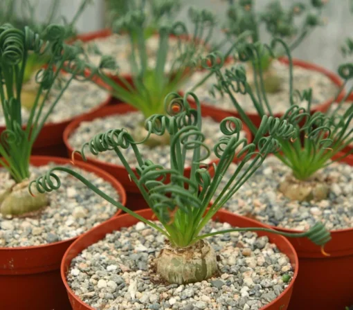 Albuca Spiralis, Augrabies Hills, Frizzle Sizzle, Corkscrew Albuca, Exotic Rare Succulent, Mini Plant, Curly Grass in 4'', 6" pot