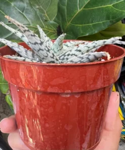 Aloe Blizzard Succulent 4 Inch Pot | Easy Care Houseplant