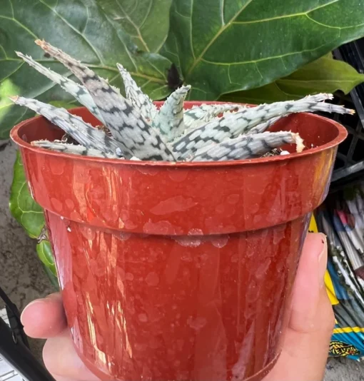 Aloe Blizzard Succulent 4 Inch Pot | Easy Care Houseplant