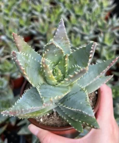 Aloe Brevifolia Live Succulent 4 inch Pot Crocodile Plant