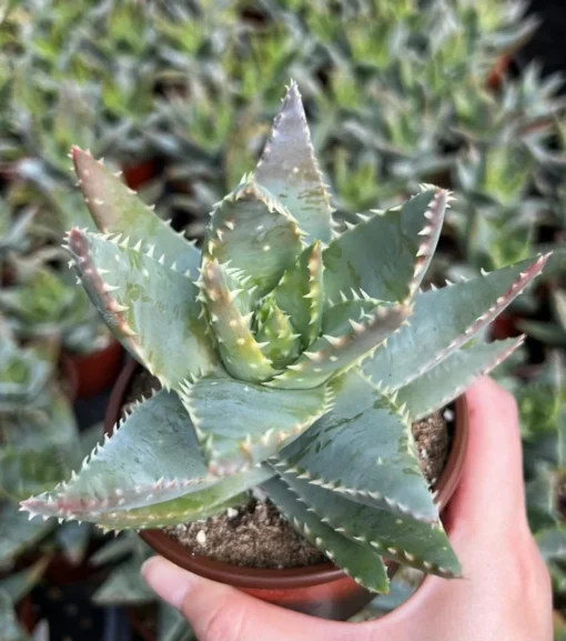 Aloe Brevifolia Live Succulent 4 inch Pot Crocodile Plant