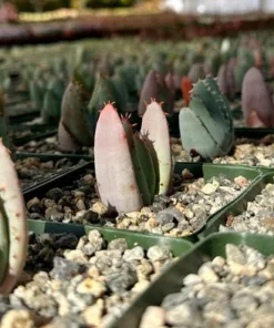 Aloe Peglerae Rare Rosette Pink Succulent 3.5