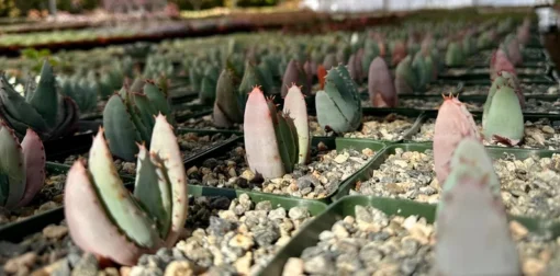 Aloe Peglerae Rare Rosette Pink Succulent 3.5" Pot - Live Plant