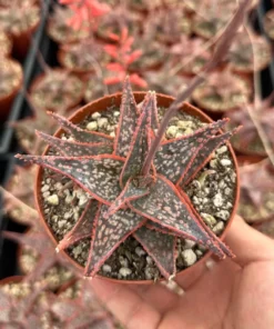 Aloe Purple Haze Succulent Live Plant in 4'' Pot - Rare Succulent