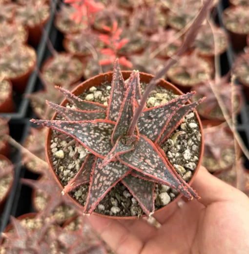 Aloe Purple Haze Succulent Live Plant in 4'' Pot - Rare Succulent