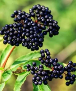 American Elderberry Tree Live Plant – 8-12 Inch Black Elderberry in 4-Inch Pot