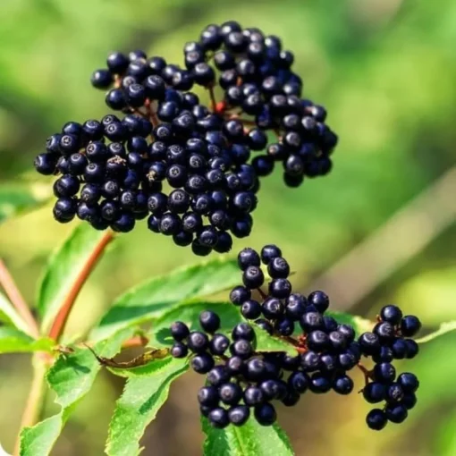 American Elderberry Tree Live Plant – 8-12 Inch Black Elderberry in 4-Inch Pot