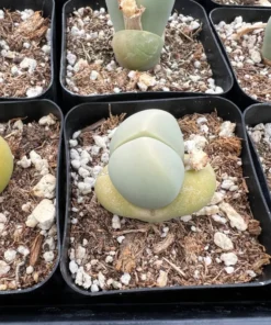 Argyroderma Testiculare Lithops x Conophytum Succulent 2 Inch Pot