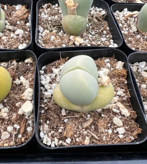 Argyroderma Testiculare Lithops x Conophytum Succulent 2 Inch Pot