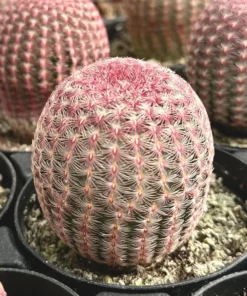 Arizona Rainbow Cactus 4in Pot - Echinocereus Rigidissimus Pink Cactus