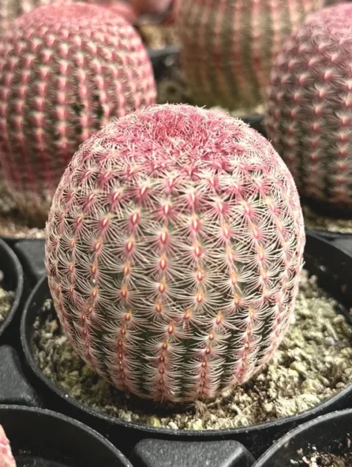 Arizona Rainbow Cactus 4in Pot - Echinocereus Rigidissimus Pink Cactus