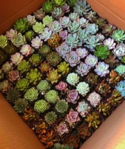 Assorted Succulents, Potted Succulents, Mystery Box, Live Plants in 2'' pot