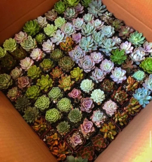 Assorted Succulents, Potted Succulents, Mystery Box, Live Plants in 2'' pot