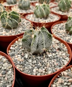 Astrophytum Ornatum, Bishop's Cap, Monk's Hood, Start Cactus, Rare Cactus in 3", 6" pot