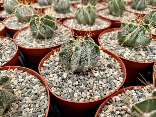 Astrophytum Ornatum, Bishop's Cap, Monk's Hood, Start Cactus, Rare Cactus in 3", 6" pot