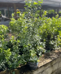 BLUEBERRY PLANT, 3 feet tall.