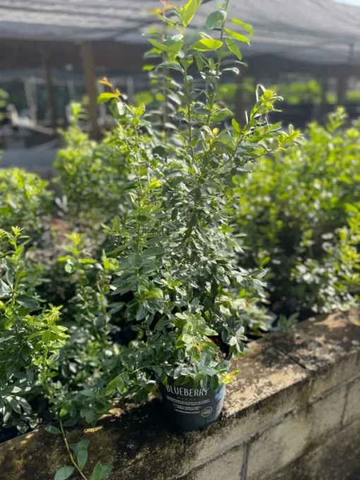 BLUEBERRY PLANT, 3 feet tall.