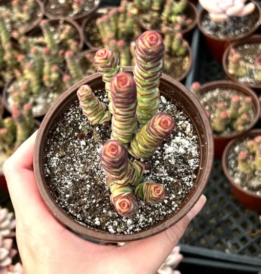 Baby Necklace, Crassula Rupestris, Rare Succulent, Live Plant in 4'' pot