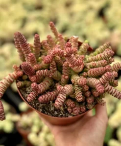 Baby Necklace Succulent Live Plant 2 Inch Pot Crassula Rupestris Rare Succulent