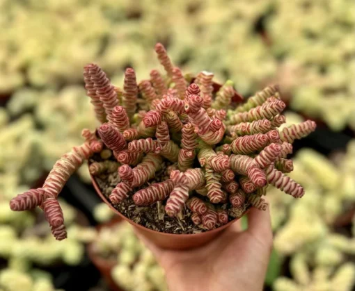 Baby Necklace Succulent Live Plant 2 Inch Pot Crassula Rupestris Rare Succulent