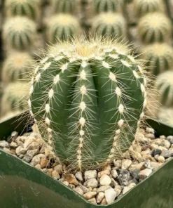 Balloon Cactus Live Plant 4