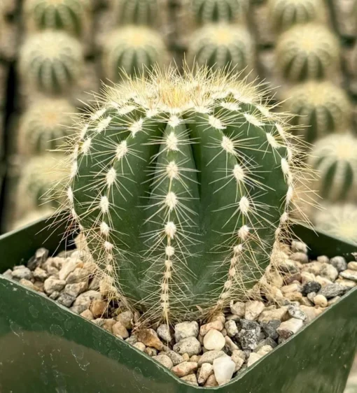 Balloon Cactus Live Plant 4" Pot Blue-Green Golden Spines