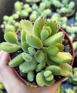 Bear’s Paw, Cotyledon Tomentosa, Potted Small Succulent, Cute Plant in 2'', 4'' pot