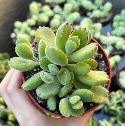 Bear’s Paw, Cotyledon Tomentosa, Potted Small Succulent, Cute Plant in 2'', 4'' pot