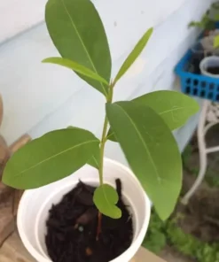 Black Java Plum (syzygium cumini) fruit tree 6” - 10” Live Plant / Cây Trái Trâm