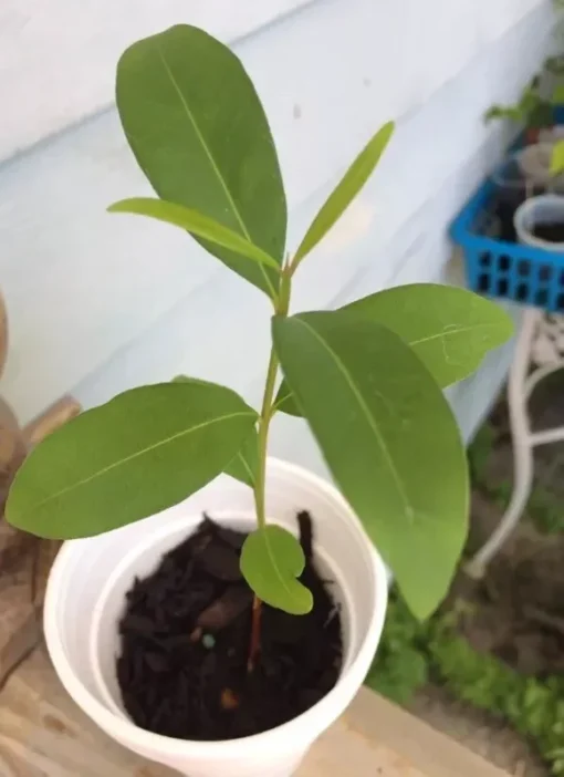 Black Java Plum (syzygium cumini) fruit tree 6” - 10” Live Plant / Cây Trái Trâm