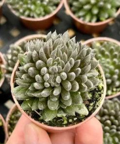 Black Sea Urchin Succulent 2-inch Pot | Sinocrassula Yunnanensis | Rare Succulent