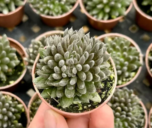 Black Sea Urchin Succulent 2-inch Pot | Sinocrassula Yunnanensis | Rare Succulent