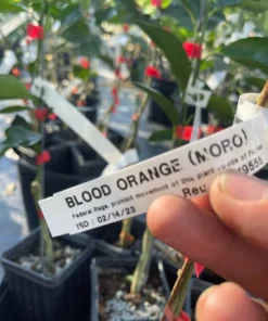 Blood Orange Tree (Grafted) 3 feet tall. Free Shipping