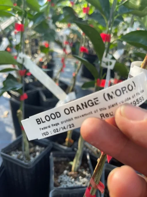 Blood Orange Tree (Grafted) 3 feet tall. Free Shipping