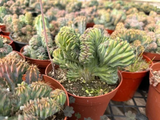 Blue Candle Crested Cactus 4/6/8 inch Pot - Rare Succulent Plant