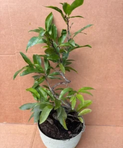 Bonsai Mai vang sieu nu. free shipping