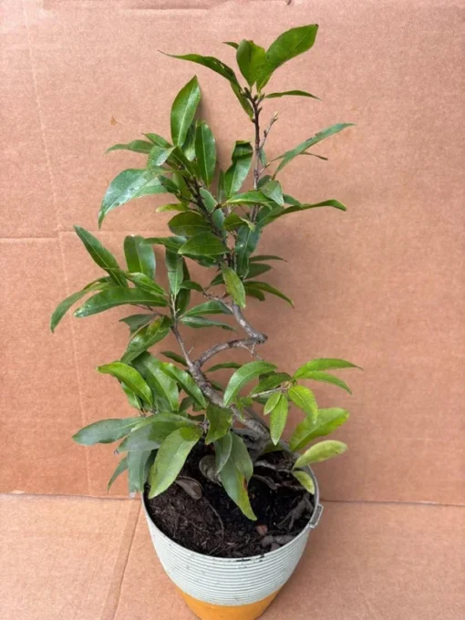 Bonsai Mai vang sieu nu. free shipping