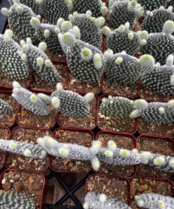 Bunny Ear Cactus Opuntia Microdasys Live Plant 2