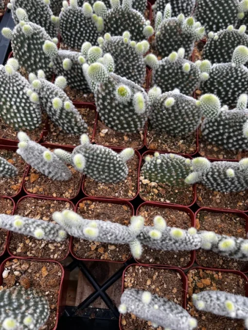 Bunny Ear Cactus Opuntia Microdasys Live Plant 2"/4" Pot Succulent