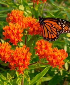 Butterfly Weed Plant Asclepias Tuberosa - 10 Bare Root Plants - Native Wildflower