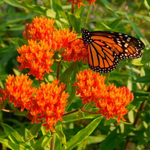 Butterfly Weed Plant Asclepias Tuberosa - 10 Bare Root Plants - Native Wildflower