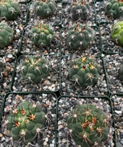 Cactiandexotica Gymnocalycium Saglionis Cactus 3