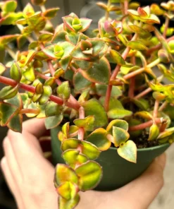 Calico Kitten Crassula Variegata Succulent Live Plant 2'' 4'' Pot