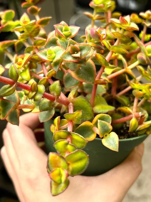 Calico Kitten Crassula Variegata Succulent Live Plant 2'' 4'' Pot