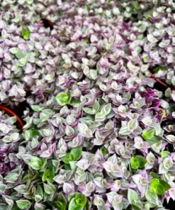 Callisia Repens, Pink Lady Plant, Pink Panther, Creeping Inch Plant, Turtle Vine, Pink Tradescantia, Cute Plant in 2