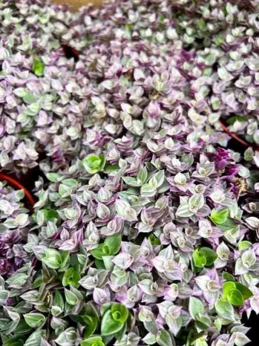 Callisia Repens, Pink Lady Plant, Pink Panther, Creeping Inch Plant, Turtle Vine, Pink Tradescantia, Cute Plant in 2", 4", 6" pot